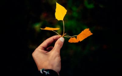 Com afecten les estacions de l’any al nostre estat d’ànim?